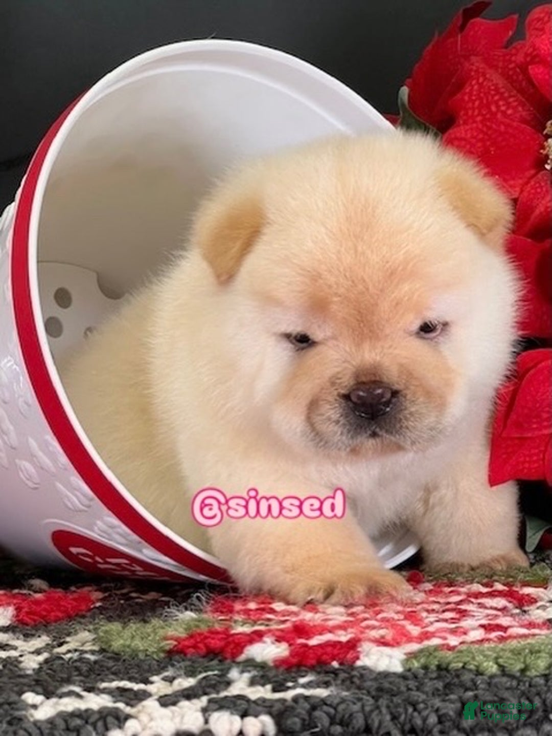 Chow Chow dogs for sale: St Nick  - Ad 5