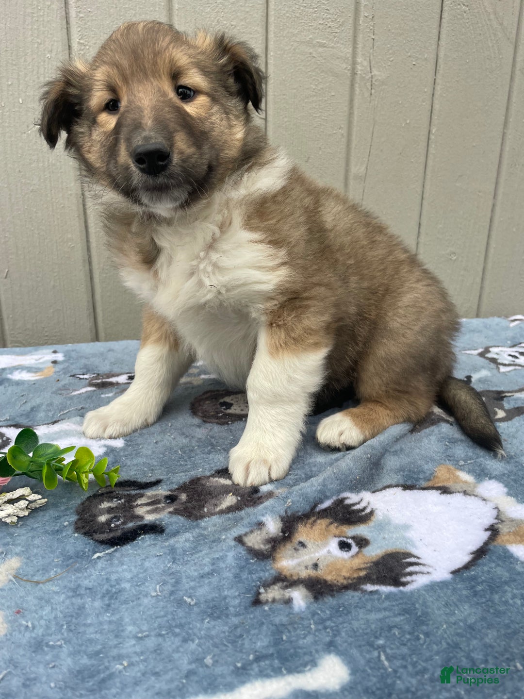 Collie dogs for sale: Claire - Ad 2