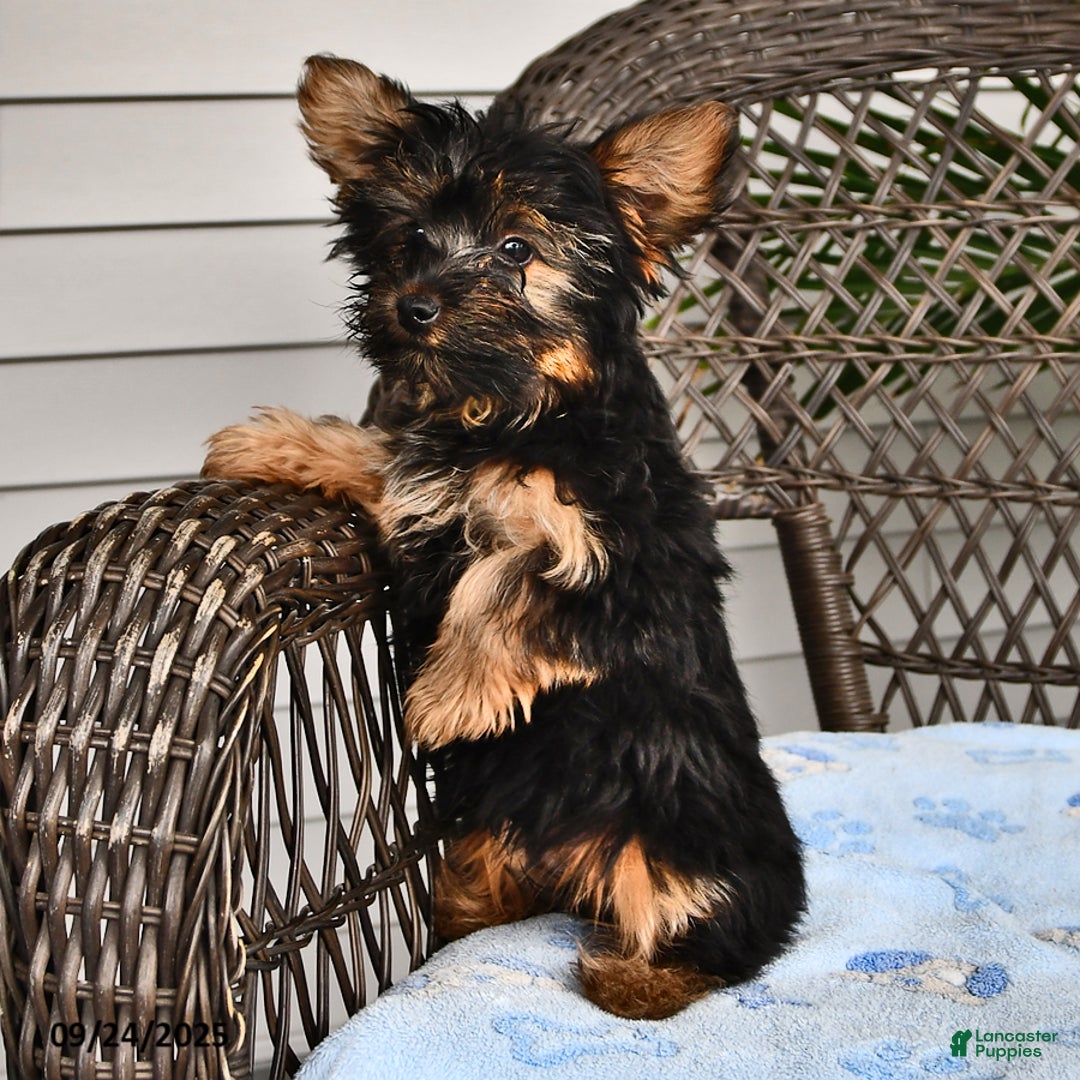 Yorkshire Terrier dogs for sale: Anthony - Ad 12