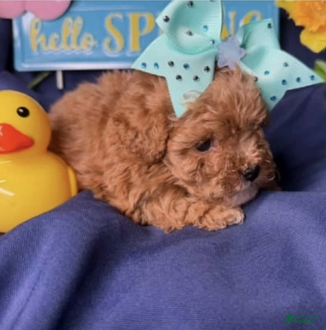 Toy Poodle dogs for sale: Lucy - Ad 1