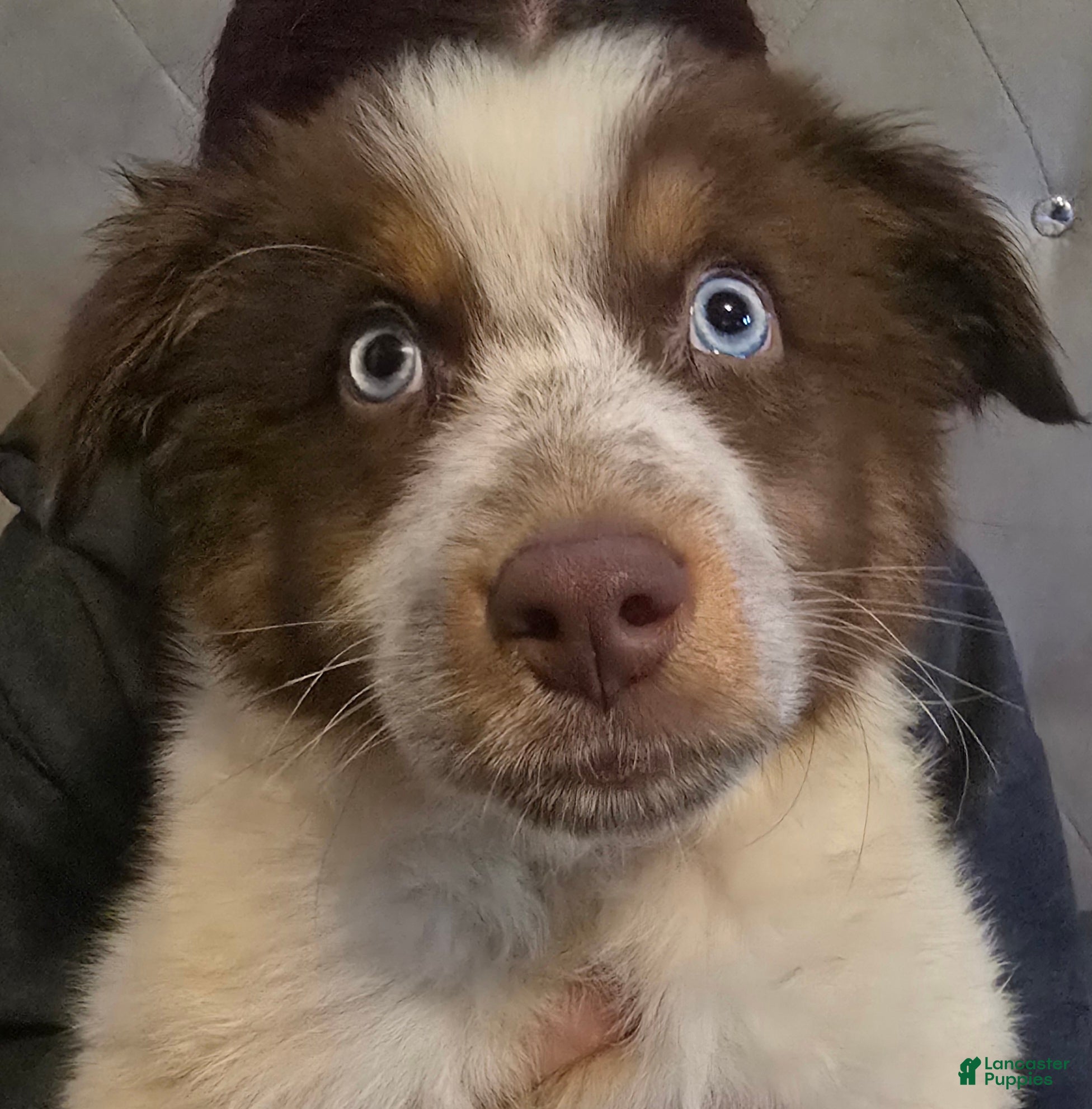 Australian Shepherd dogs Male 1 - Ad 1