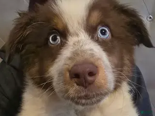 Australian Shepherd dogs Male 1 - Ad 1