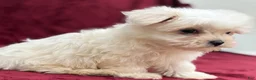 Maltese dogs for sale: Dakota  - Ad 5