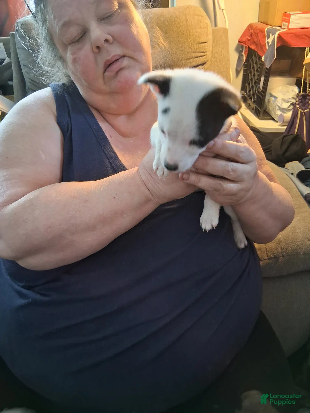 Mixed Breed dogs for sale: Mixed Breed Puppy 1 - Ad 3