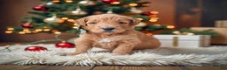 Mini Goldendoodle dogs for sale: Mini Goldendoodle Puppy 4 - Ad 1