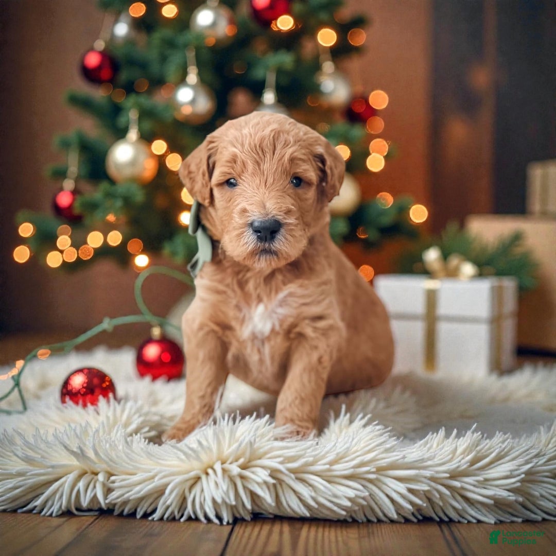 Mini Goldendoodle dogs for sale: Mini Goldendoodle Puppy 4 - Ad 1