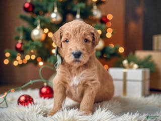 Mini Goldendoodle dogs Mini Goldendoodle Puppy 4 - Ad 38