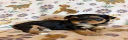Morkie dogs for sale: Mochi - Ad 3