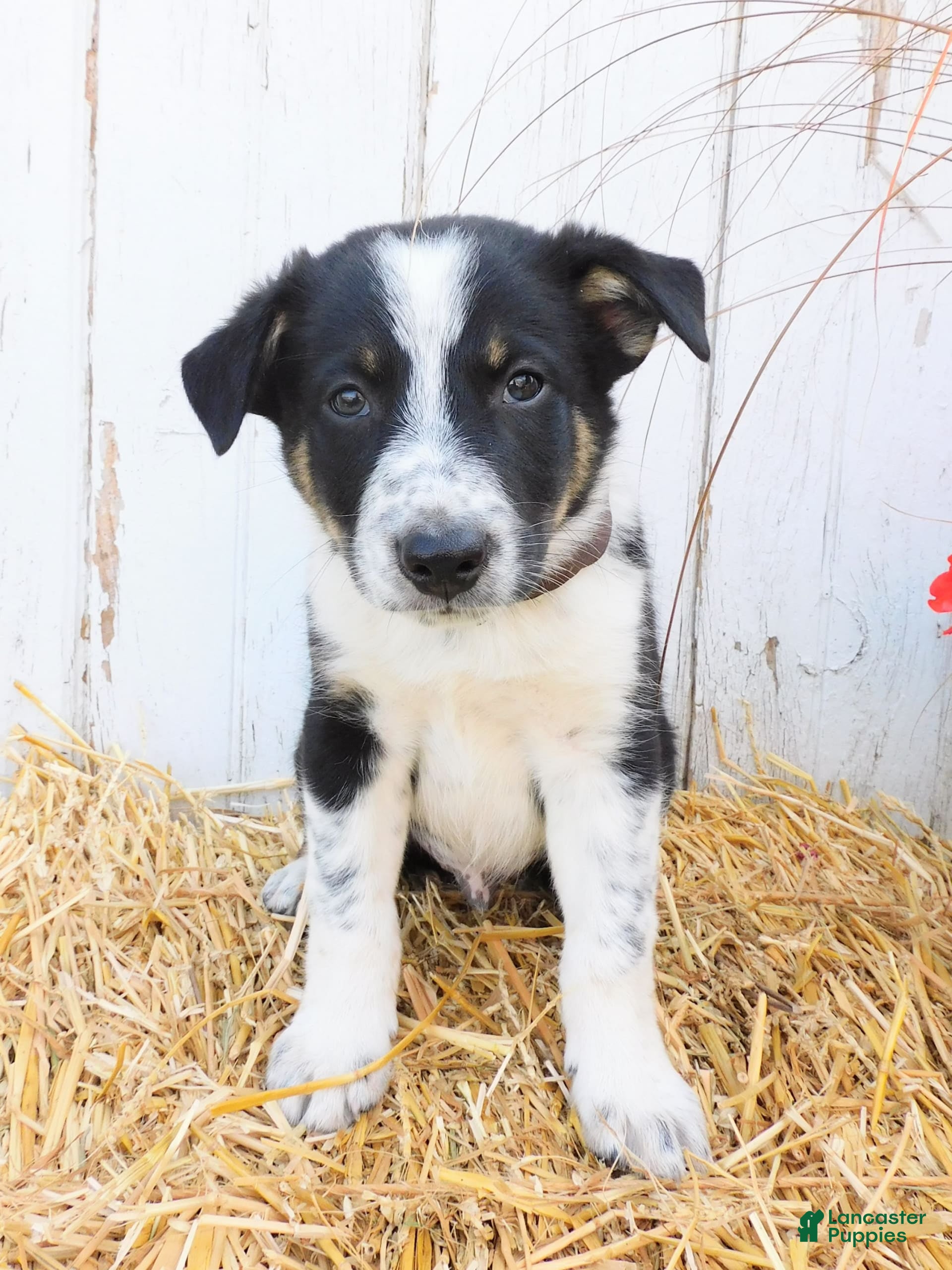 Border Collie Dutch Shepherd Heeler Mix Blue Heeler Cross Breeds