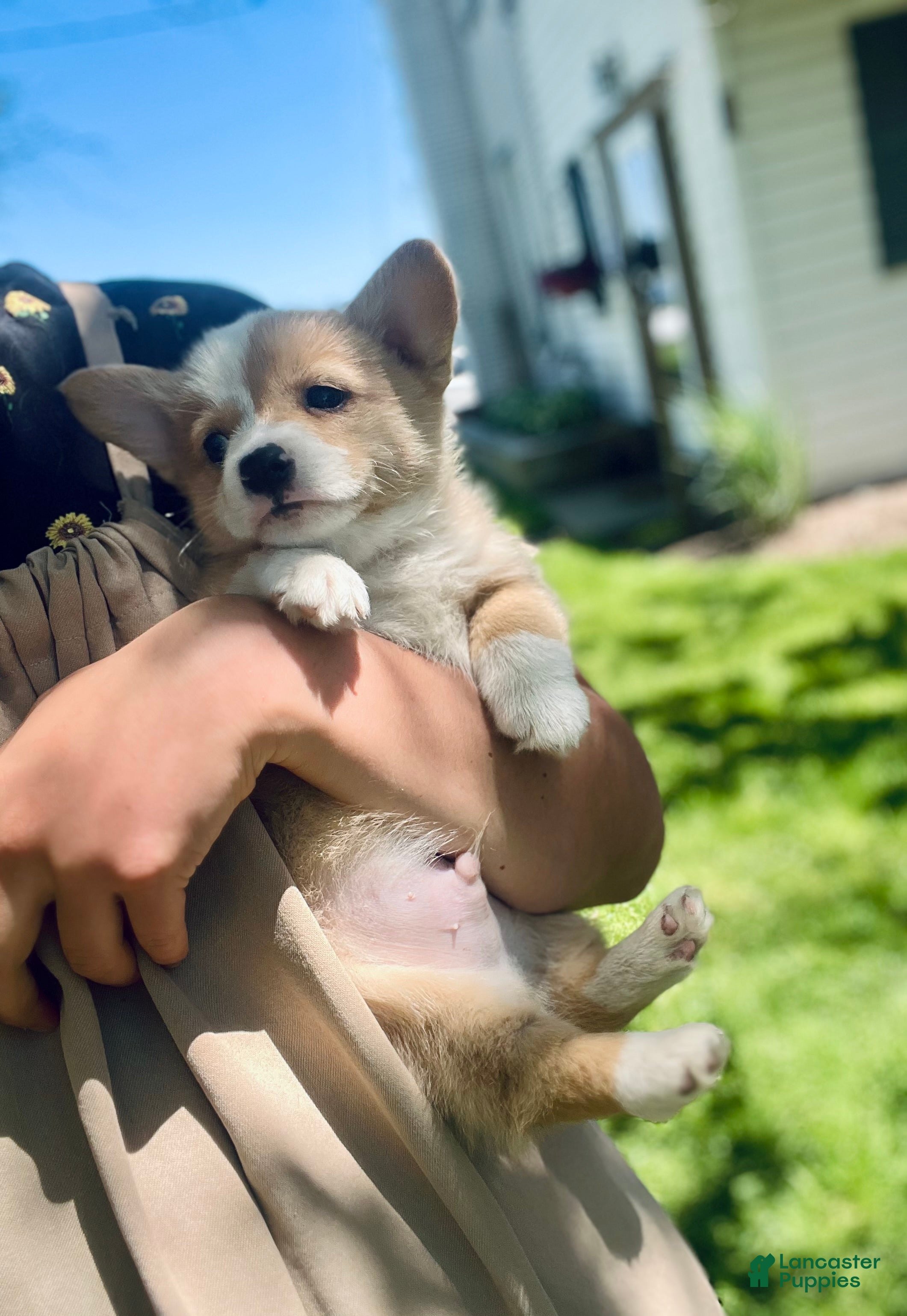 Welsh Corgi Pembroke dogs William - Ad 1