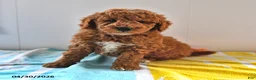 Mini Goldendoodle dogs for sale: Rocky - Ad 3