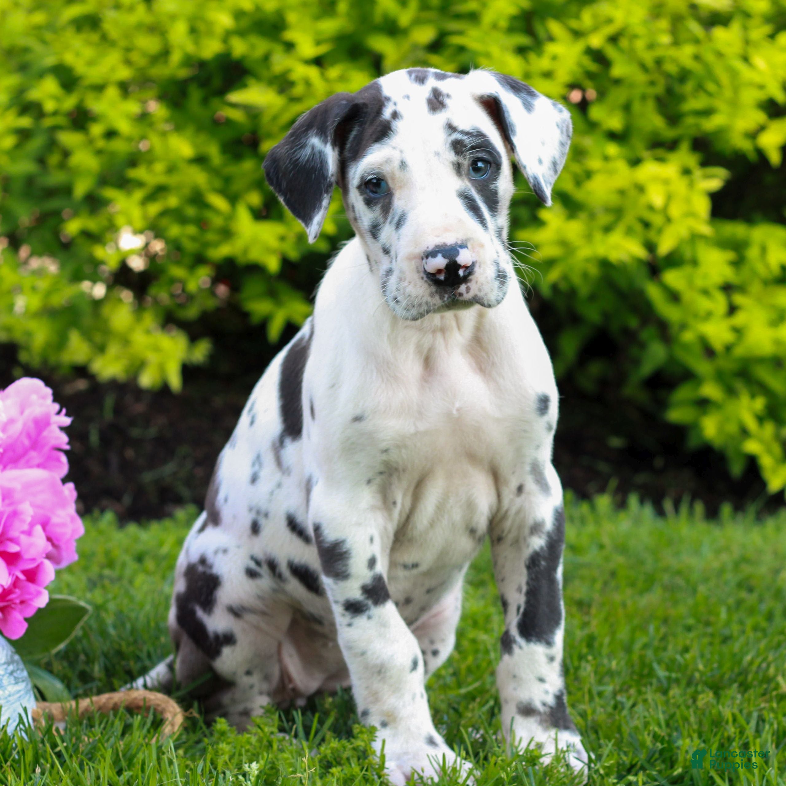 Great Dane dogs Ruby  - Ad 2