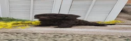 Cockapoo dogs for sale: Jan - Ad 4