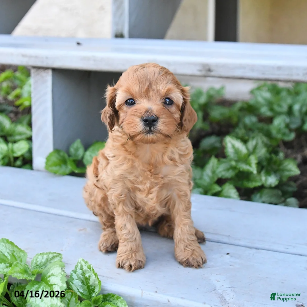 Cavapoo dogs for sale: Precious - Ad 1