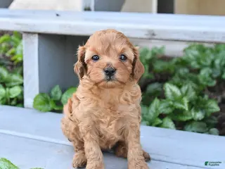 Cavapoo dogs for sale: Precious - Ad 3