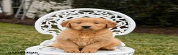 Golden Retriever dogs for sale: Piper - Ad 3