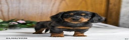 Miniature Dachshund dogs for sale: Kamden - Ad 3