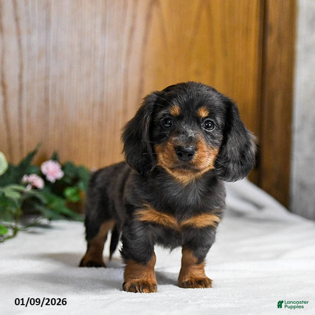 Miniature Dachshund dogs for sale: Kamden - Ad 3