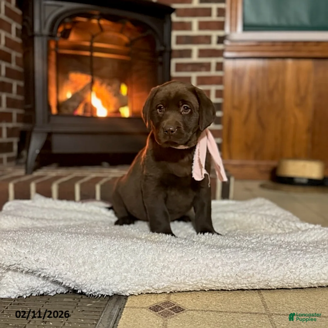 Labrador Retriever dogs for sale: Betsy - Ad 4