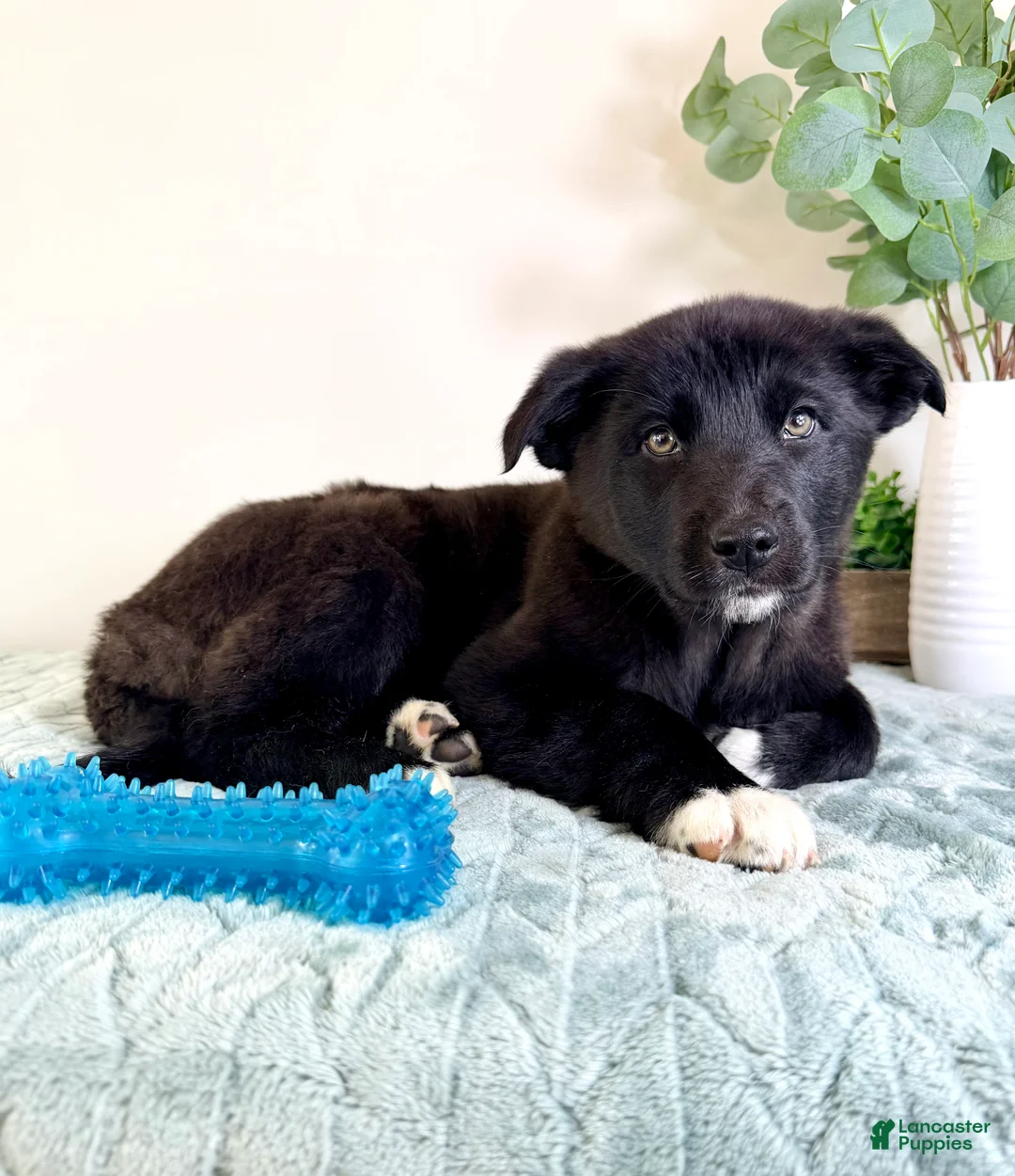 Gerberian Shepsky dogs for sale: Bear - Ad 5