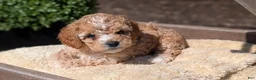 Cockapoo dogs for sale: Lando  - Ad 2