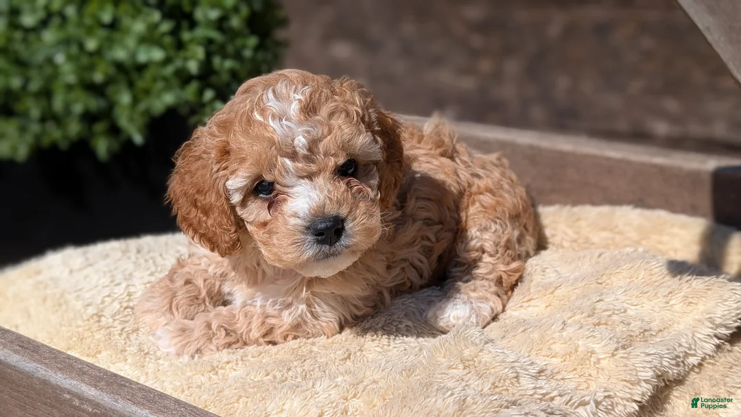 Cockapoo dogs for sale: Lando  - Ad 2