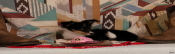 Shetland Sheepdog dogs for sale: Fancy - Ad 3