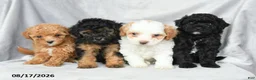 Bichpoo dogs for sale: Zoey - Ad 10