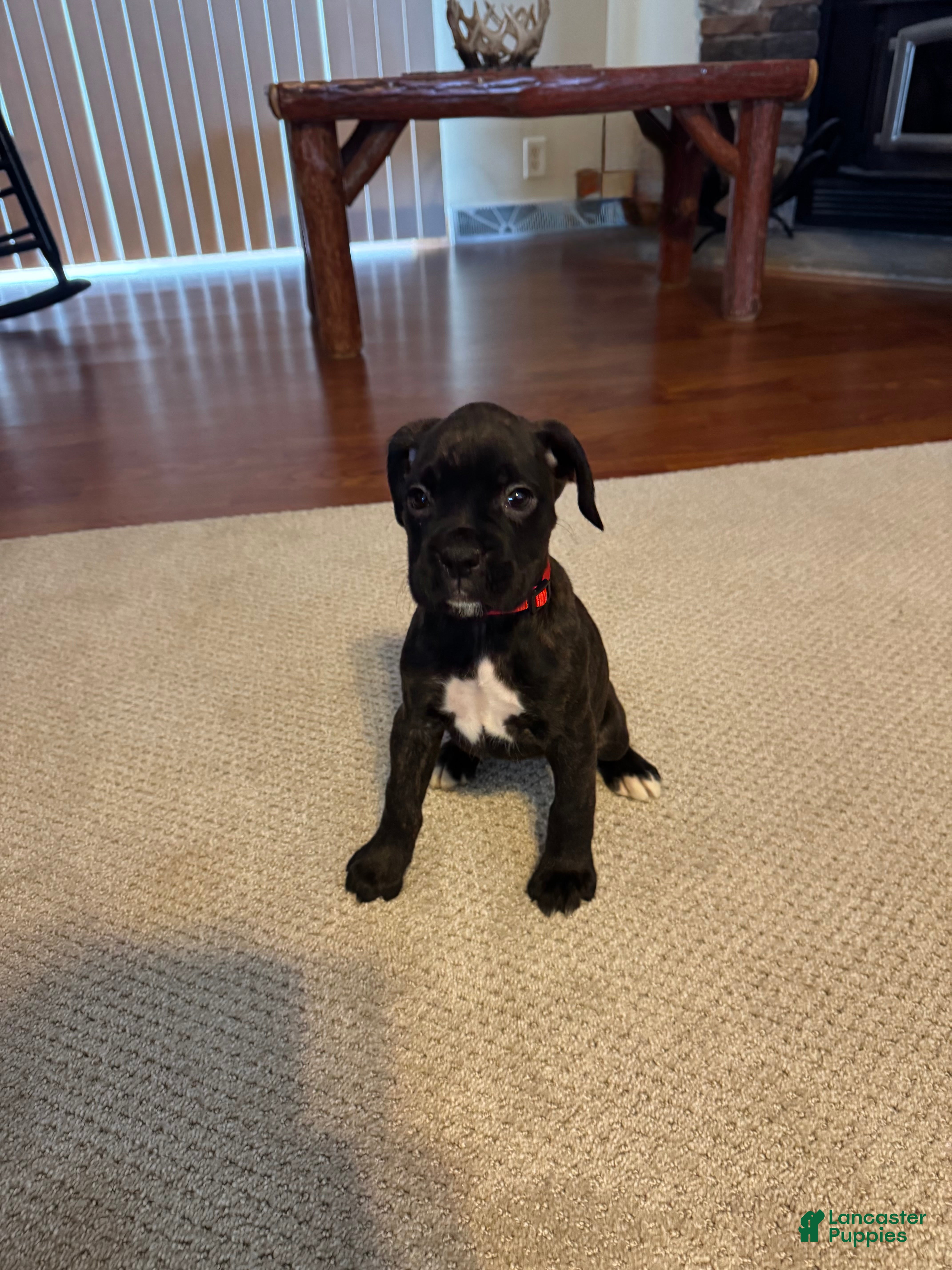 Boxer dogs Boxer Puppy 2 - Ad 9