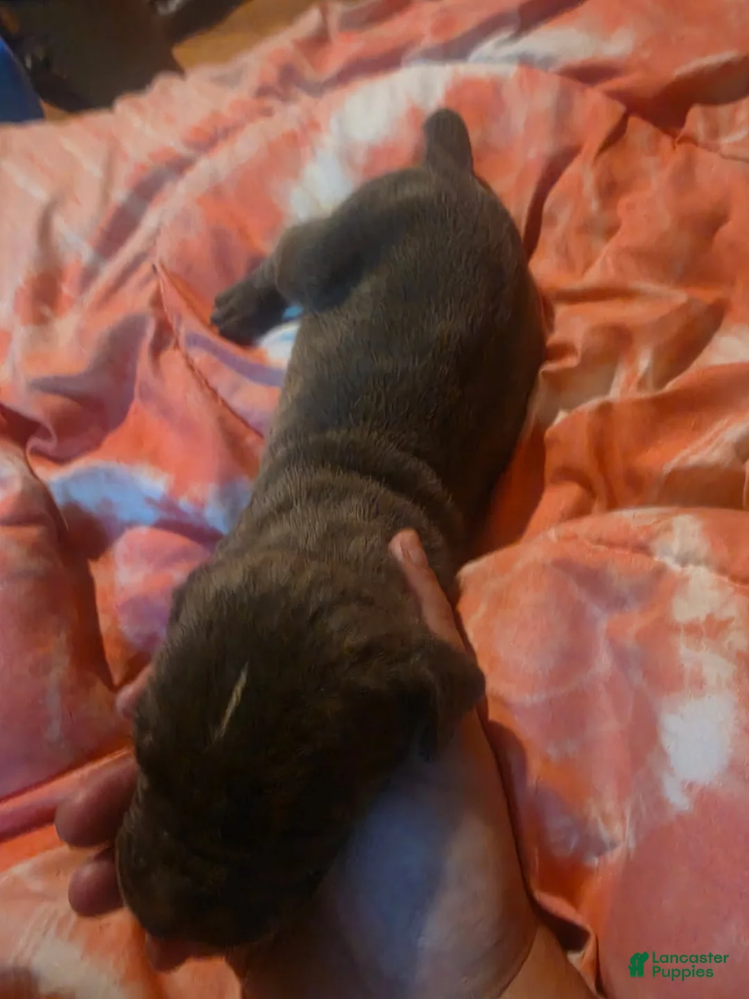Cane Corso dogs for sale: Gray Male Brindle 2 - Ad 2