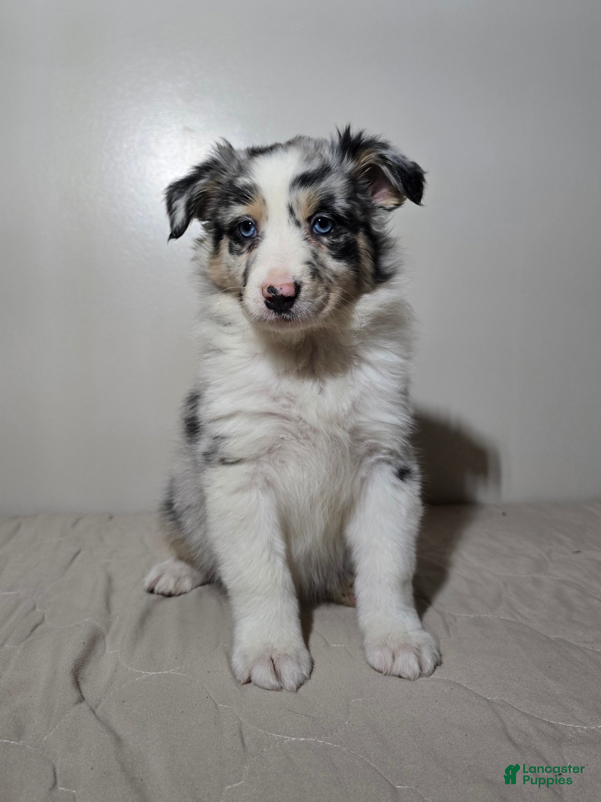 Australian Shepherd dogs Ellie  - Ad 2