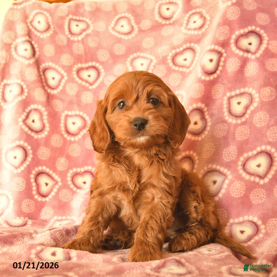 Cockapoo dogs Destiny  - Ad 14