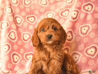 Cockapoo dogs Destiny - Ad 14