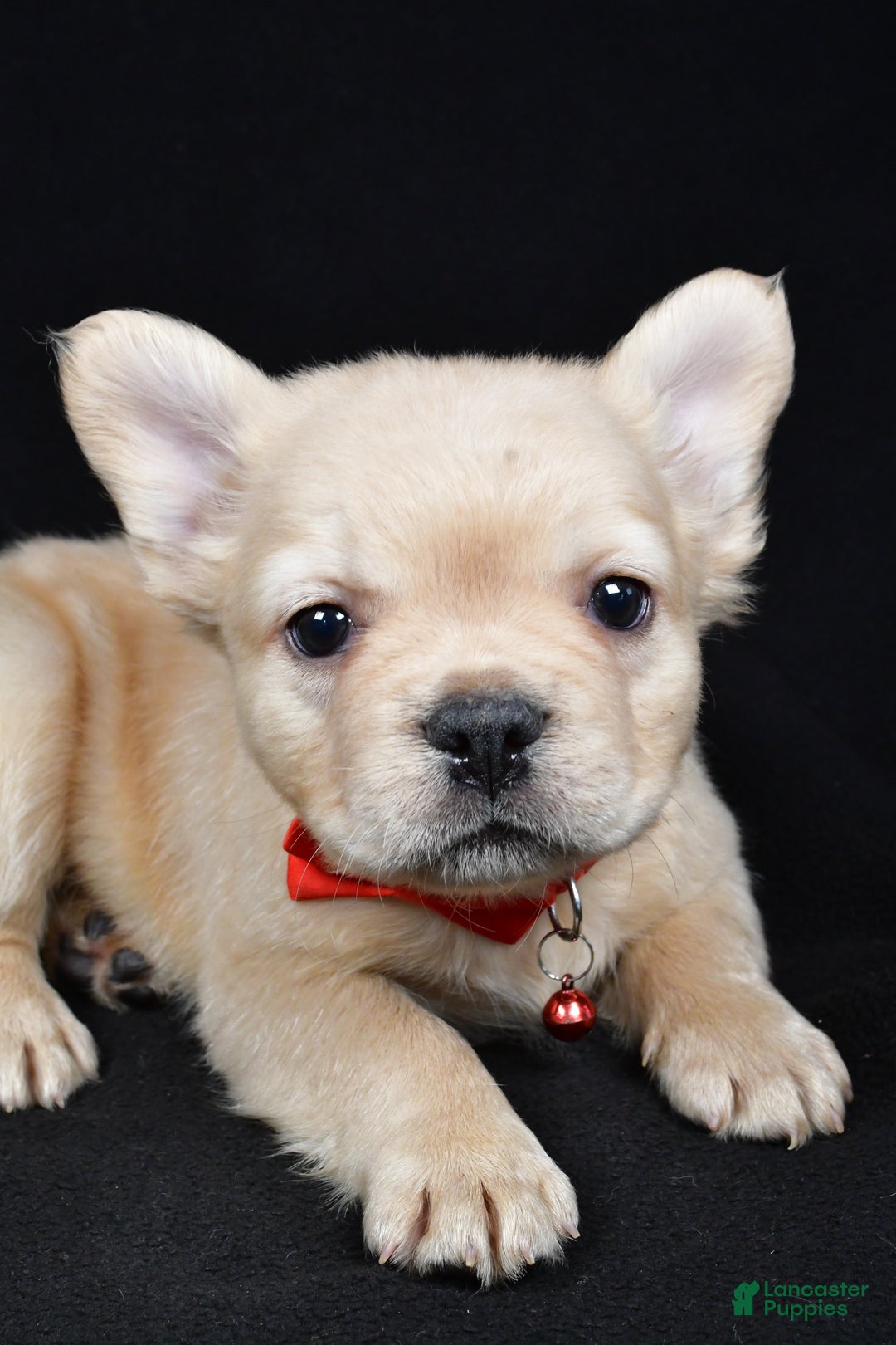 French Bulldog dogs for sale: Maverick  - Ad 2