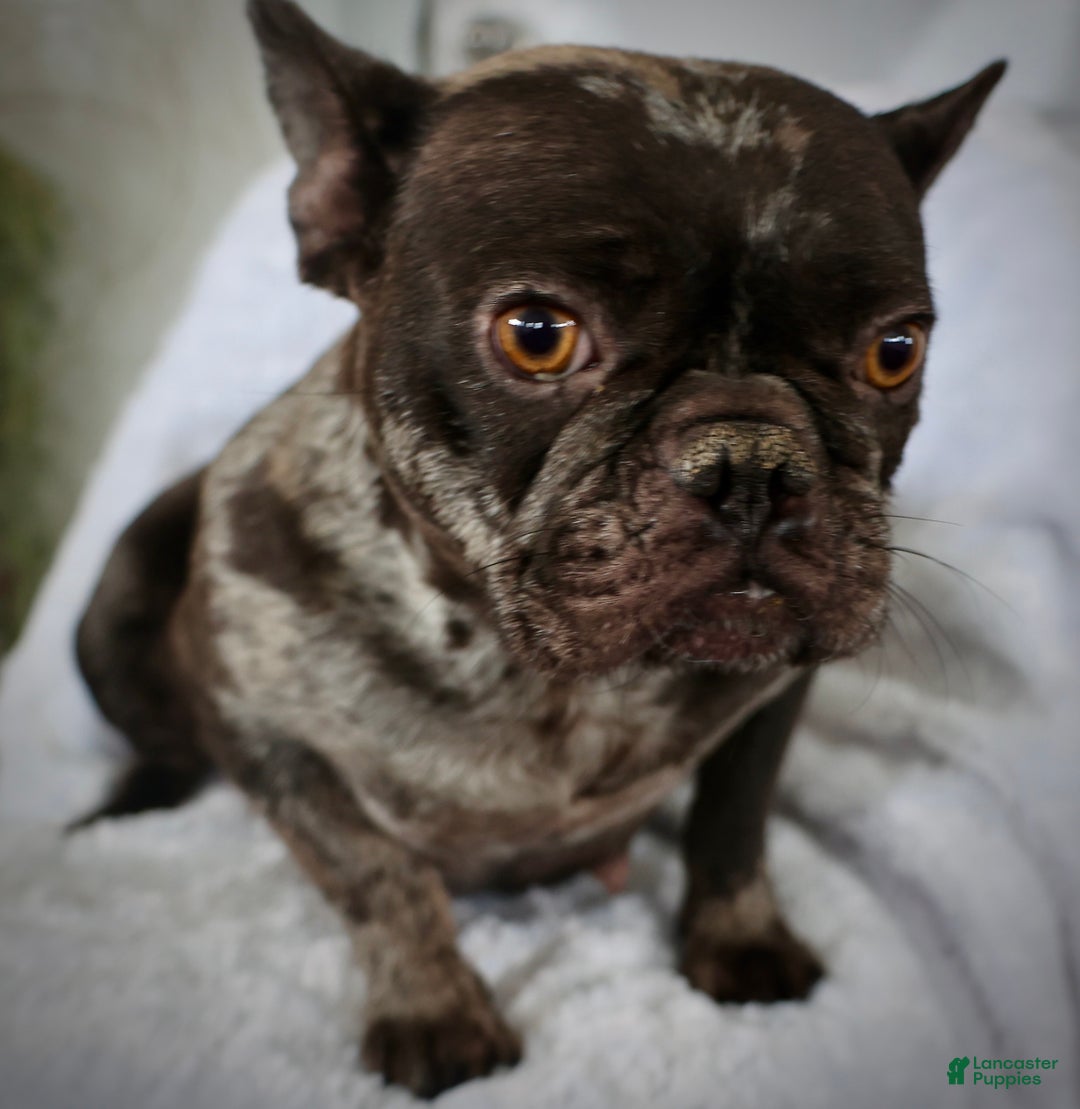 French Bulldog dogs for sale: Ricky - Ad 3