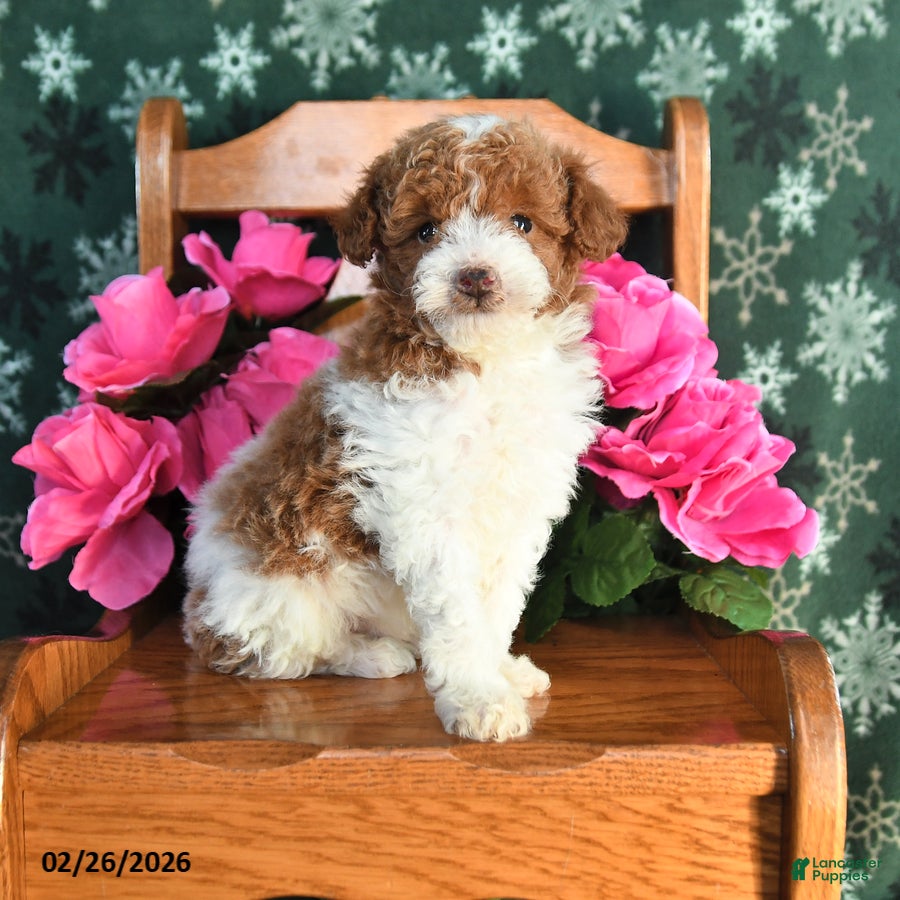 Toy Poodle dogs Ricky  - Ad 1