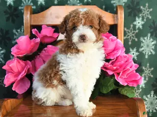 Toy Poodle dogs for sale: Ricky - Ad 1