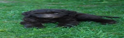 Labradoodle dogs for sale: Orion - Ad 4