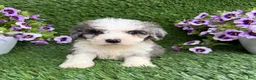 Mixed Breed dogs for sale: Bozo - Ad 1