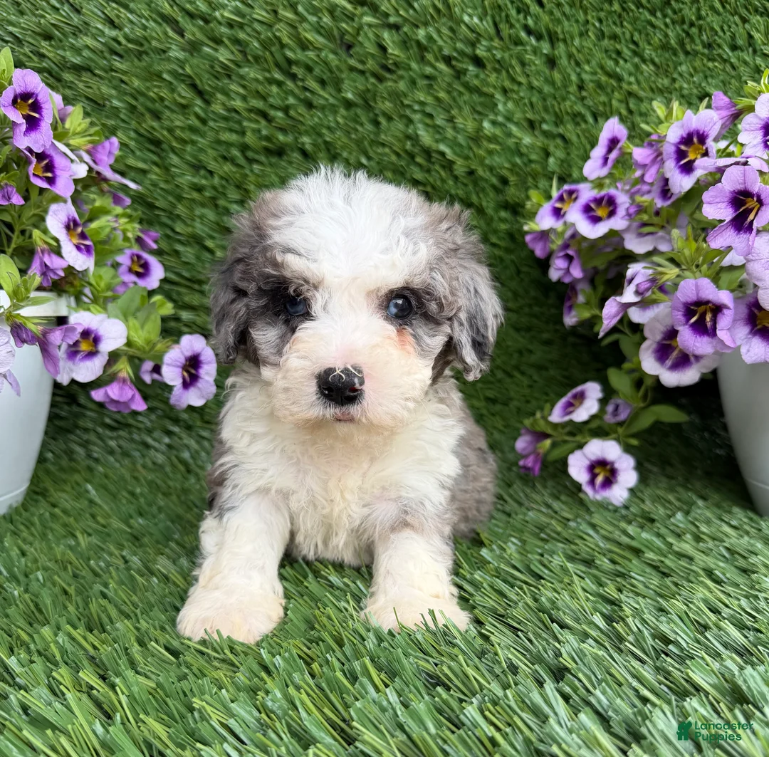 Mixed Breed dogs for sale: Bozo - Ad 1