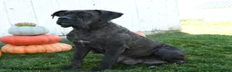 Cane Corso dogs for sale: Meatloaf - Ad 6