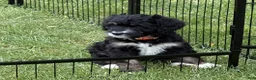 Bernedoodle dogs for sale: Candy - Ad 2