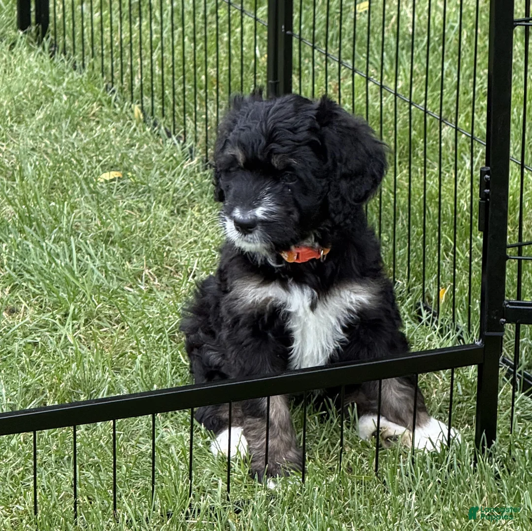 Bernedoodle dogs for sale: Candy - Ad 2