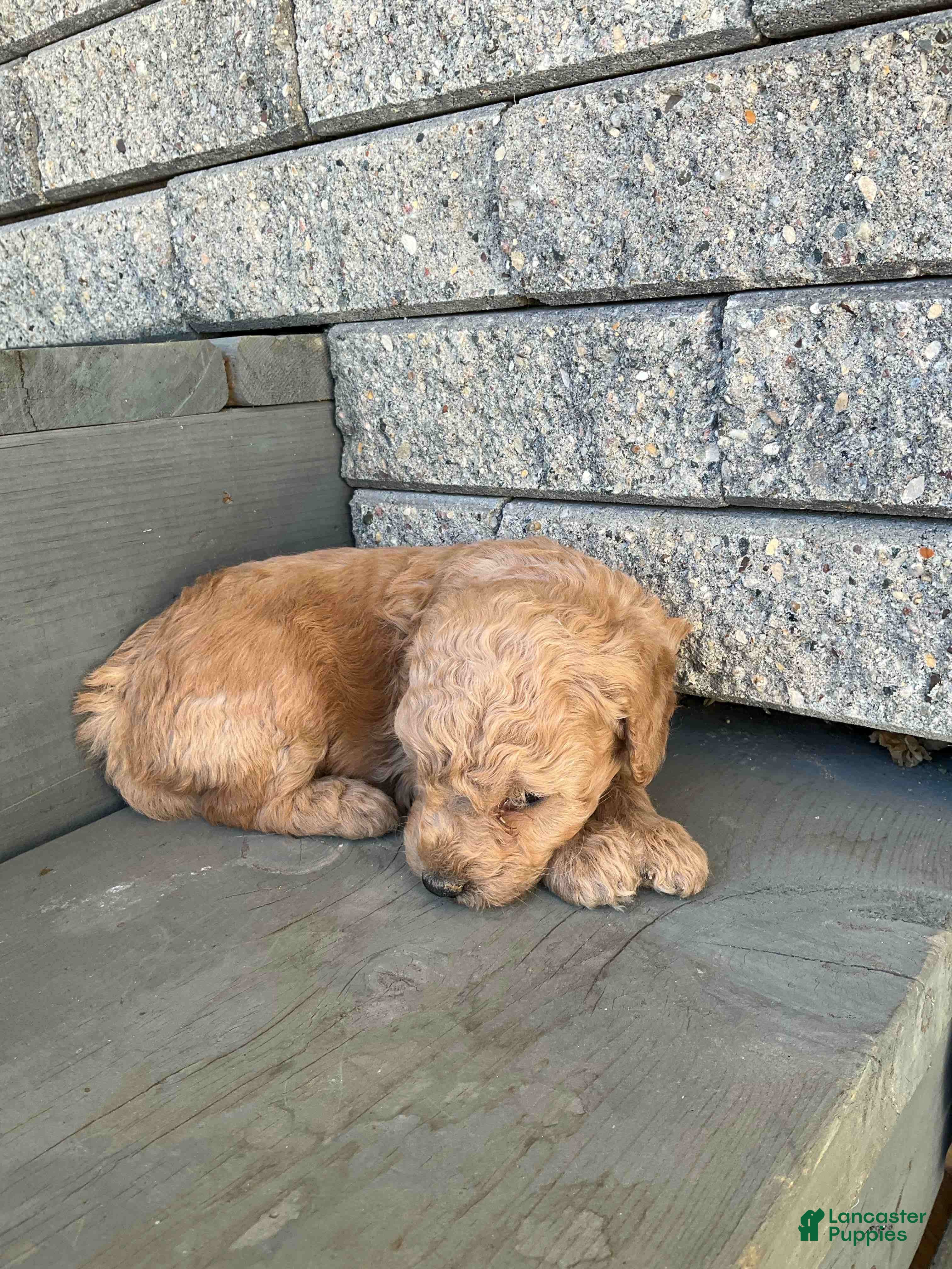 Mini Goldendoodle dogs Bubbles - Ad 1