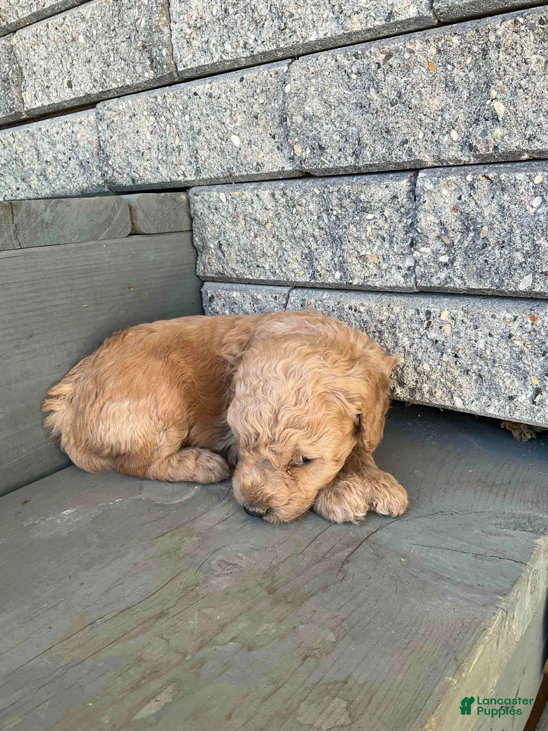 Mini Goldendoodle dogs for sale: Bubbles - Ad 1