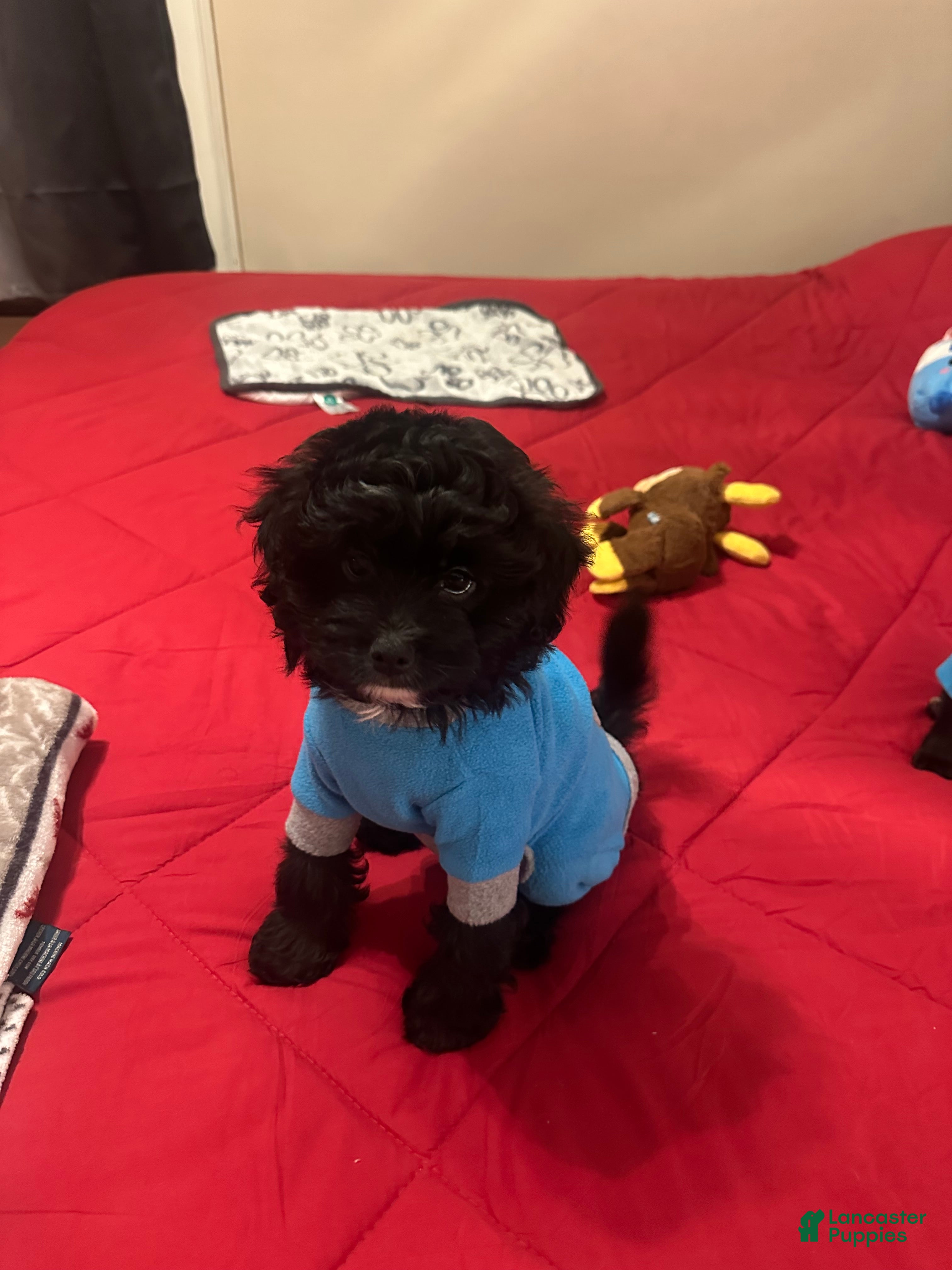 Mixed Breed dogs Pugsley  - Ad 2