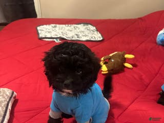 Mixed Breed dogs Pugsley - Ad 36