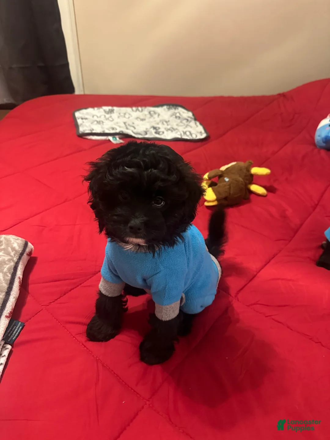 Mixed Breed dogs for sale: Pugsley  - Ad 1