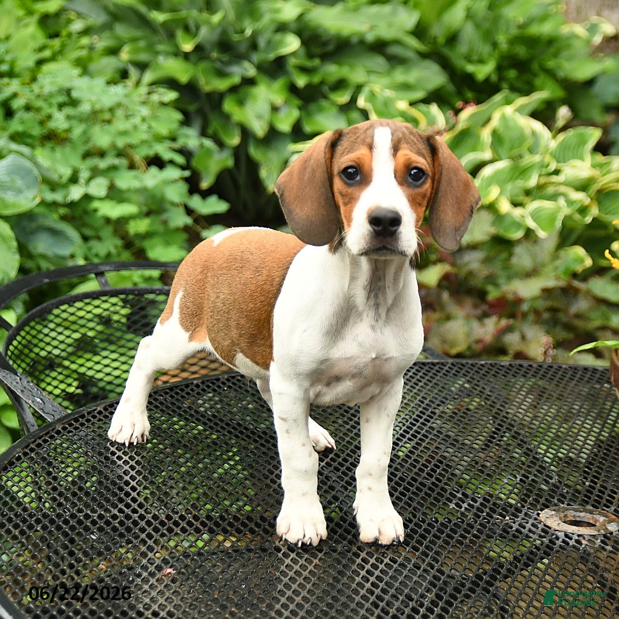 Mixed Breed dogs Jax - Ad 2