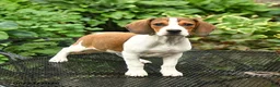 Mixed Breed dogs for sale: Jax - Ad 2